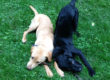 Raising a Puppy | Canine of Mind