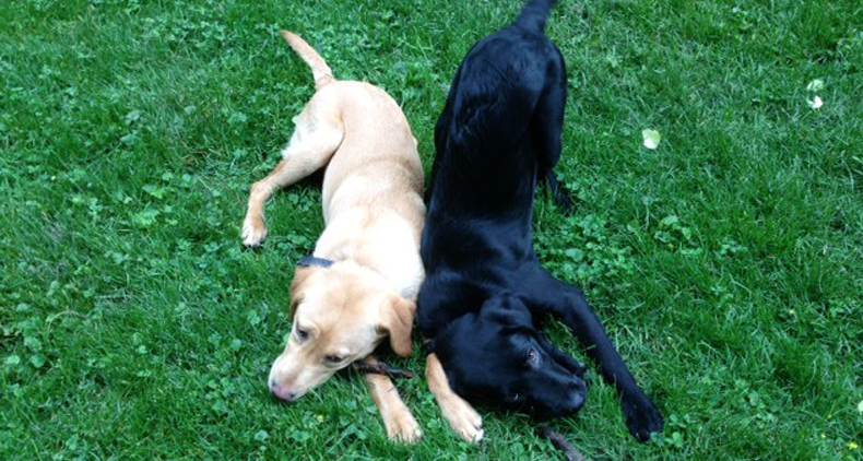 Raising a Puppy | Canine of Mind