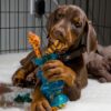 Adult Dog Crate Training
