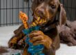 Adult Dog Crate Training