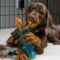Adult Dog Crate Training