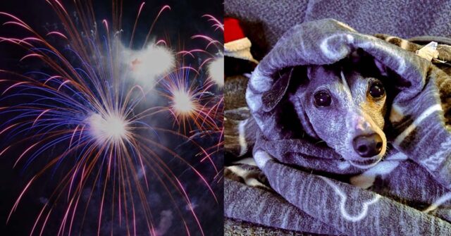 Puppy Afraid of Fireworks? Teach Your Dog to Overcome Fear of Fireworks