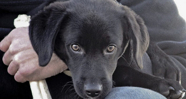 Trained Dogs for Sale - Canine Peace of Mind