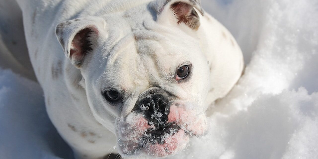 Cold Weather Dog Training Tips