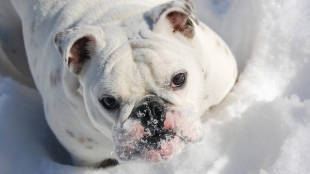 Cold Weather Dog Training Tips