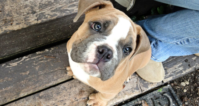 Burton-from-Canine-Peace-of-Mind