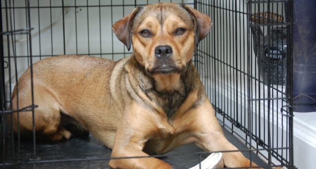 dog crate training