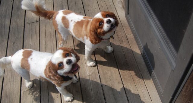 getting a second dog