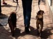 Dogs-for-busy-people-_-Canine-Peace-of-Mind