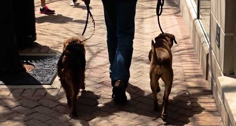 Dogs-for-busy-people-_-Canine-Peace-of-Mind