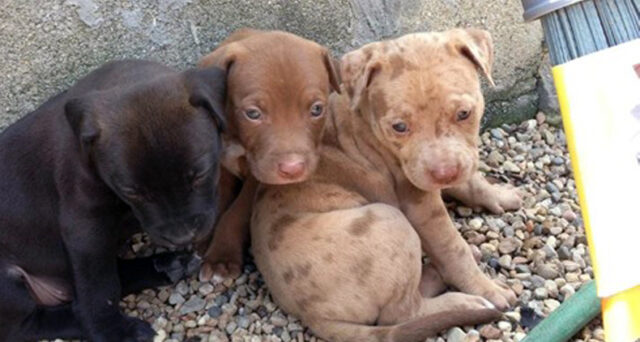 How-to-pick-a-puppy