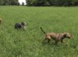 dog park