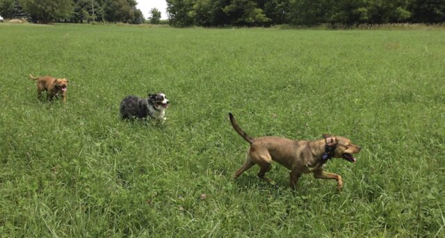 dog park