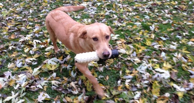 Teach Your Dog to Fetch