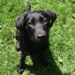 Lenny-Trained-Black-Labrador-Rescue