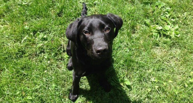 Lenny-Trained-Black-Labrador-Rescue