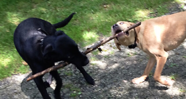 Litter-Mates-Canine-Peace-of-Mind