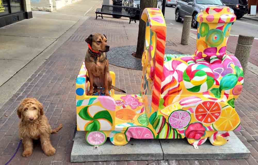 Naperville Puppy Training | Canine Peace of Mind