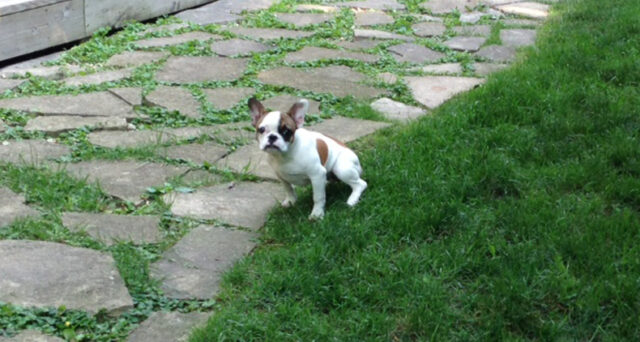 Puppy-Potty-Training-Blog-Canine-Peace-of-MInd