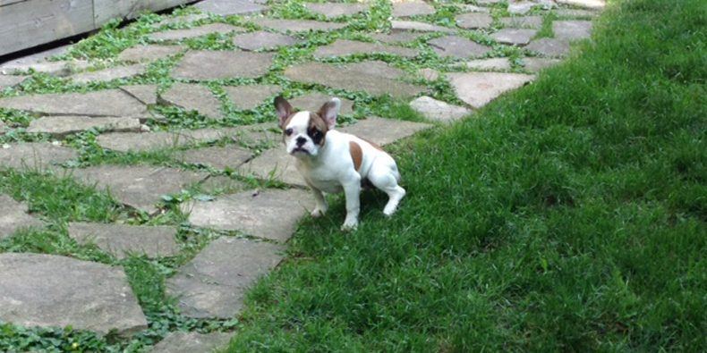 Puppy-Potty-Training-Blog-Canine-Peace-of-MInd
