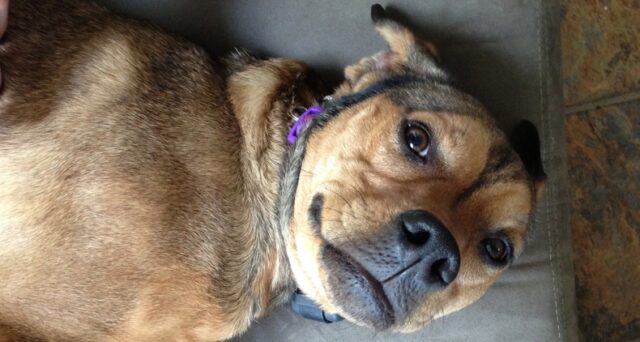 Rescue-Puppy-Frankie