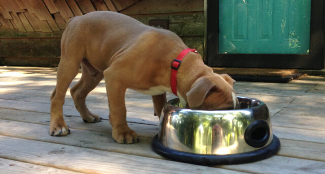 Stop-Dog-Food-Aggression