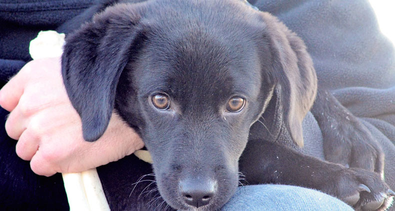 Trained-Black-Labrador-Karl