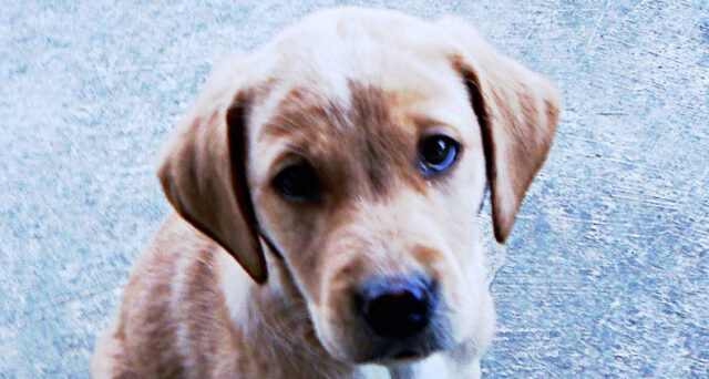Trained-Labrador-Stan