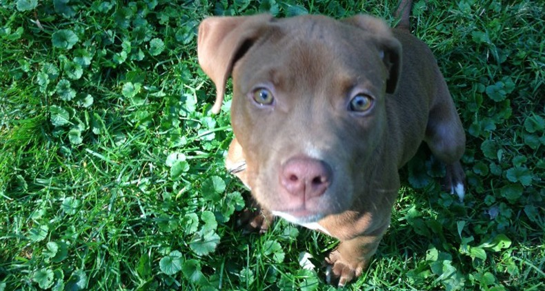 Trained-Pit-Bull-Puppy-Norman