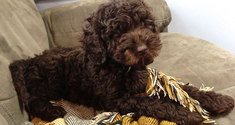 Truman-Trained-Labradoodle-Puppy