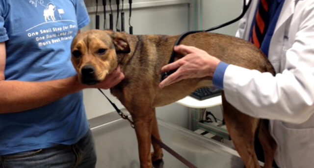 Your dog is afraid of the vet?