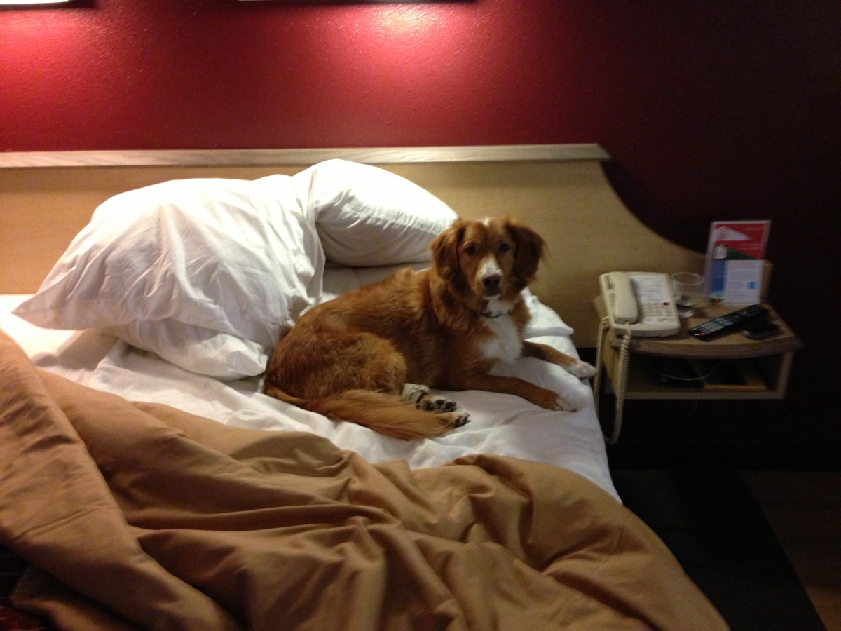 Traveling With Your Dog - Staying in a Hotel