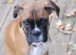 Puppy Fear Stages | Canine Peace of Mind