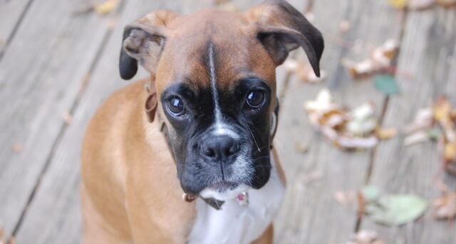 Puppy Fear Stages | Canine Peace of Mind