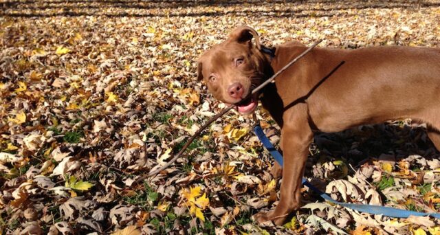 puppy training during fall