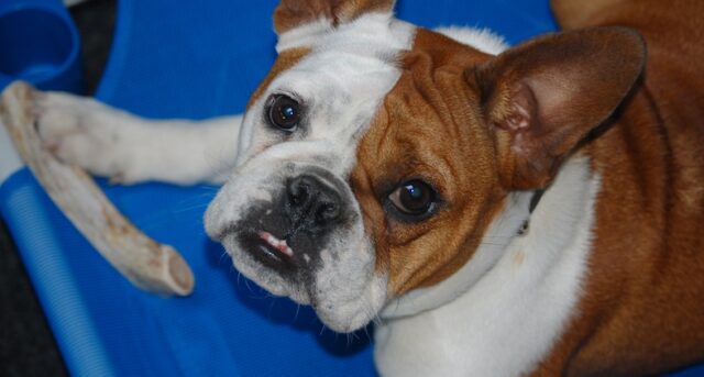Puppy Resource Guarding