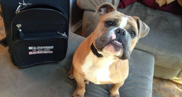 separation-anxiety-in-dogs