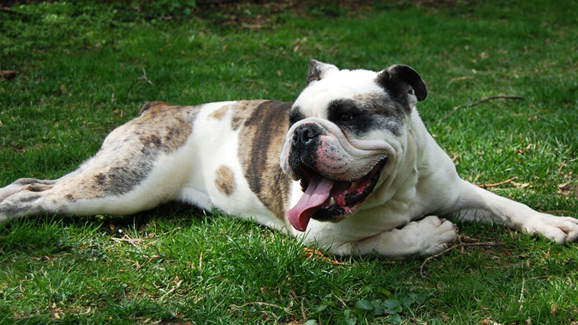 Chicago Puppy Training at Canine Peace of Mind