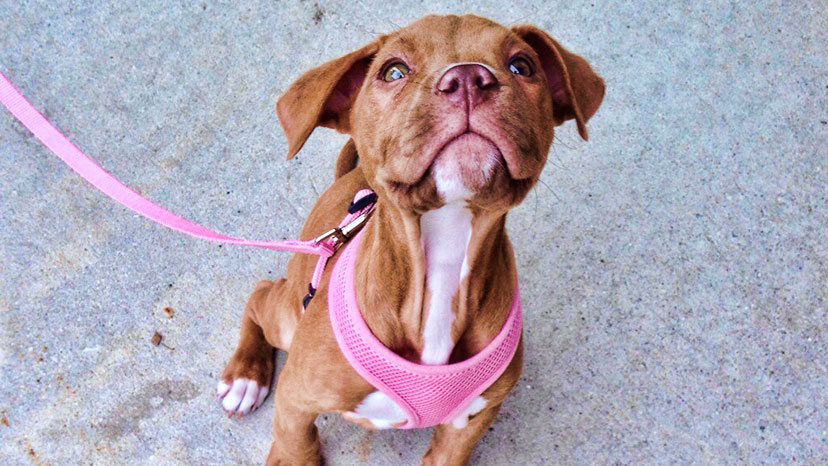 Chicago dog training services at Canine Peace of Mind