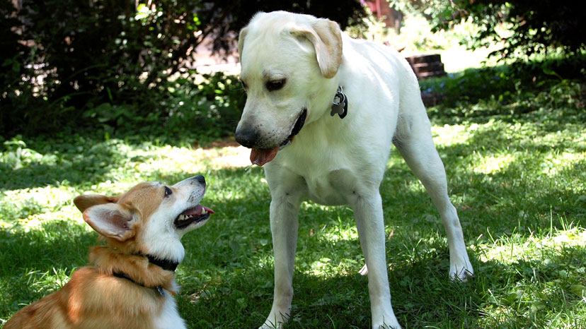 Burr Ridge Dog Training at Canine Peace of Mind