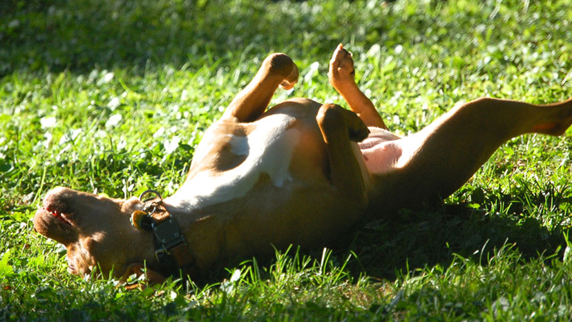 Burr Ridge Puppy Training at Canine Peace of Mind