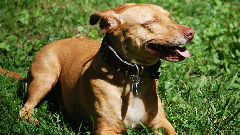 Clarendon Hills Dog Training at Canine Peace of Mind