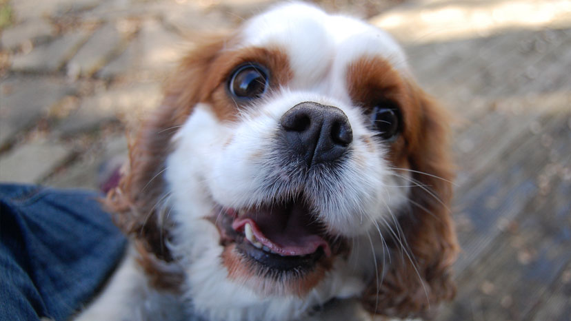 Clarendon Hills Puppy Training at Canine Peace of Mind