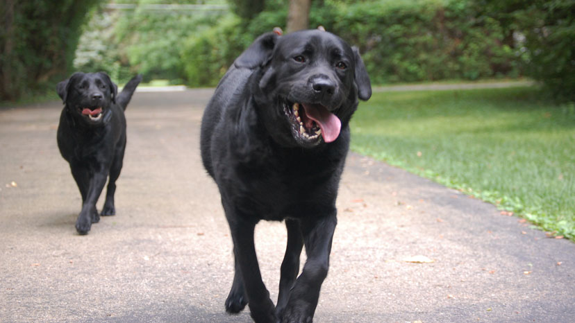 Darien Dog Training at Canine Peace of Mind