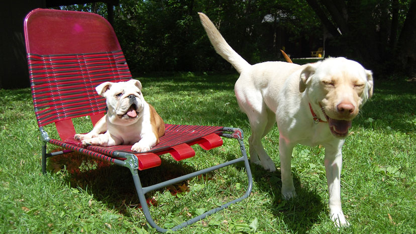 Darien Puppy Training at Canine Peace of Mind