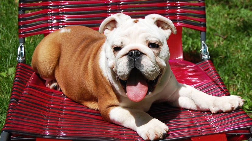 Downers Grove Dog Training at Canine Peace of Mind