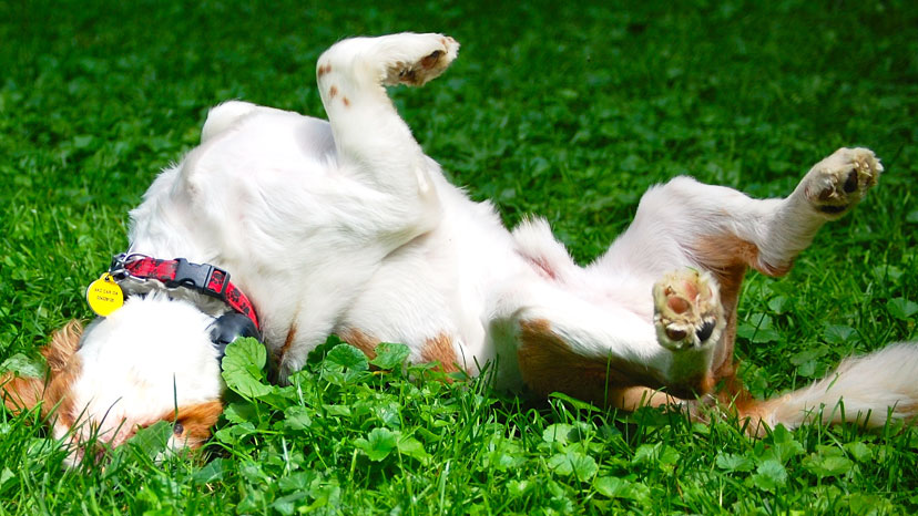 Downers Grove Puppy Training at Canine Peace of Mind