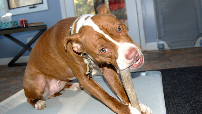 Highland Park Dog Training at Canine Peace of Mind