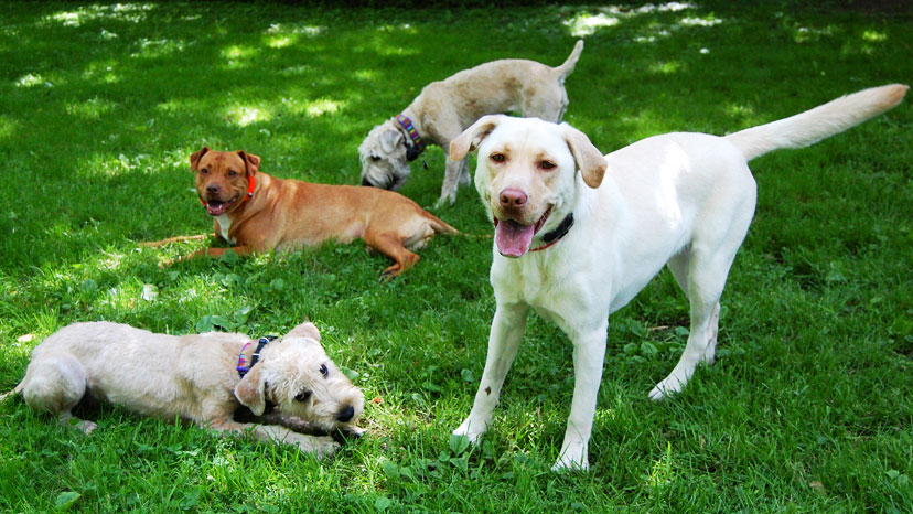 Hinsdale Dog Training at Canine Peace of Mind