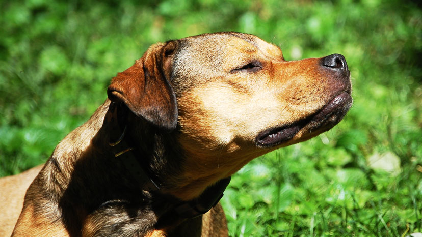 Hinsdale Puppy Training at Canine Peace of Mind